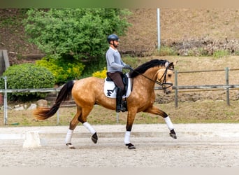 Sportivo Spagnolo / Sportivo della Spagna, Castrone, 5 Anni, 174 cm, Falbo