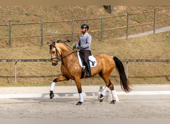 Sportivo Spagnolo / Sportivo della Spagna, Castrone, 5 Anni, 174 cm, Falbo