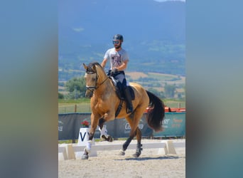 Sportivo Spagnolo / Sportivo della Spagna, Castrone, 5 Anni, 174 cm, Falbo