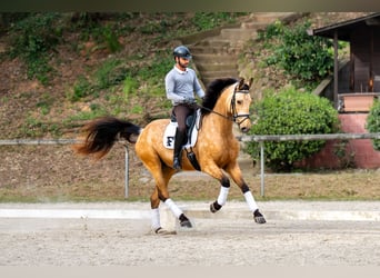 Sportivo Spagnolo / Sportivo della Spagna, Castrone, 5 Anni, 174 cm, Falbo