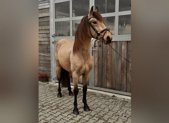 Sportivo Spagnolo / Sportivo della Spagna, Castrone, 6 Anni, 148 cm, Pelle di daino