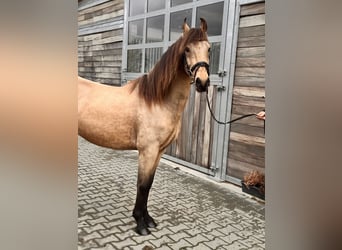 Sportivo Spagnolo / Sportivo della Spagna, Castrone, 6 Anni, 148 cm, Pelle di daino