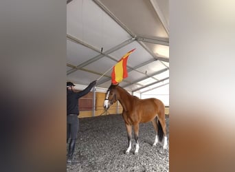 Sportivo Spagnolo / Sportivo della Spagna, Castrone, 6 Anni, 162 cm, Baio