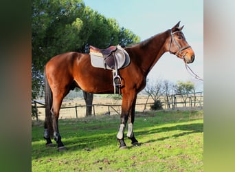 Sportivo Spagnolo / Sportivo della Spagna, Castrone, 6 Anni, 172 cm, Baio