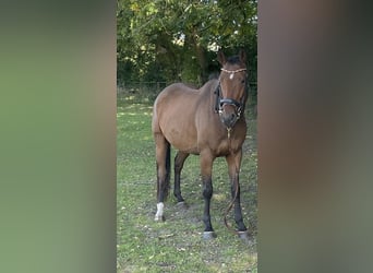 Sportivo Spagnolo / Sportivo della Spagna, Castrone, 7 Anni, 155 cm, Baio