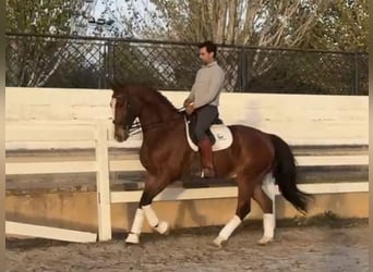 Sportivo Spagnolo / Sportivo della Spagna, Castrone, 7 Anni, 170 cm, Baio ciliegia