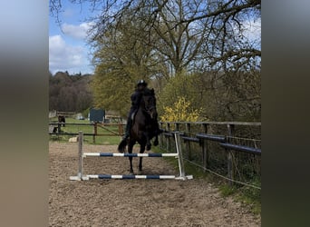 Sportivo Spagnolo / Sportivo della Spagna Mix, Castrone, 8 Anni, 160 cm, Baio scuro
