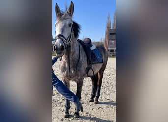 Sportivo Spagnolo / Sportivo della Spagna, Castrone, 8 Anni, 166 cm, Leardo