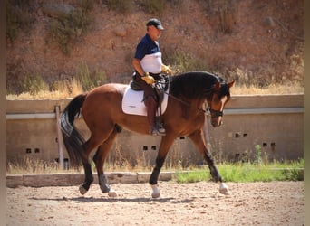 Sportivo Spagnolo / Sportivo della Spagna, Castrone, 8 Anni, 168 cm, Baio