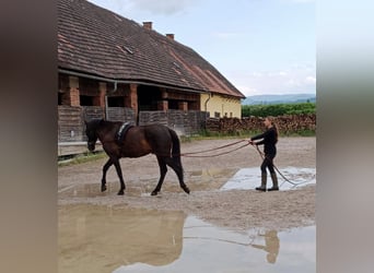 Sportivo Spagnolo / Sportivo della Spagna, Castrone, 8 Anni, 170 cm