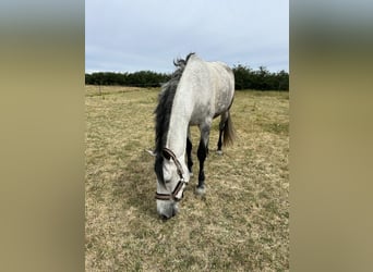 Sportivo Spagnolo / Sportivo della Spagna, Castrone, 8 Anni, 170 cm, Grigio pezzato