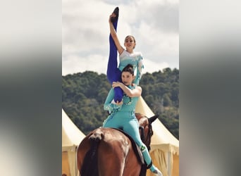 Sportivo Spagnolo / Sportivo della Spagna, Castrone, 8 Anni, 179 cm, Baio scuro