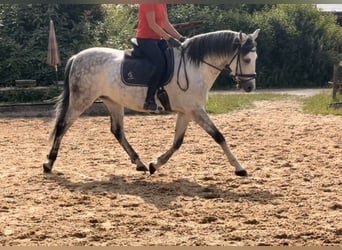 Sportivo Spagnolo / Sportivo della Spagna, Castrone, 9 Anni, 160 cm, Grigio
