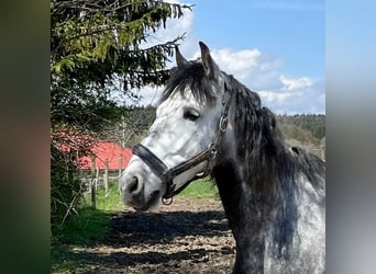 Sportivo Spagnolo / Sportivo della Spagna, Castrone, 9 Anni, 160 cm, Grigio