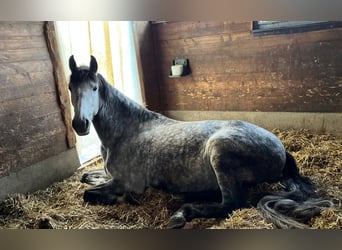 Sportivo Spagnolo / Sportivo della Spagna, Castrone, 9 Anni, 160 cm, Grigio