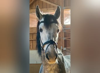 Sportivo Spagnolo / Sportivo della Spagna, Castrone, 9 Anni, 160 cm, Grigio