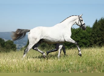 Sportivo Spagnolo / Sportivo della Spagna, Castrone, 9 Anni, 170 cm, Grigio