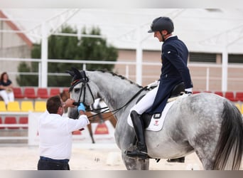 Sportivo Spagnolo / Sportivo della Spagna, Castrone, 9 Anni, 170 cm, Grigio