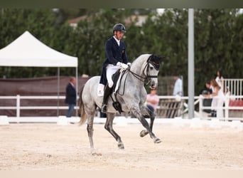 Sportivo Spagnolo / Sportivo della Spagna, Castrone, 9 Anni, 170 cm, Grigio