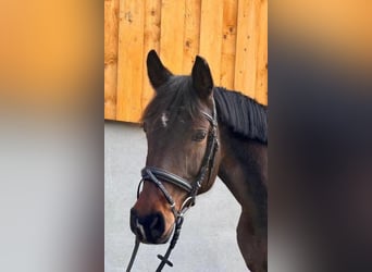 Sportivo Spagnolo / Sportivo della Spagna, Giumenta, 10 Anni, 160 cm, Baio