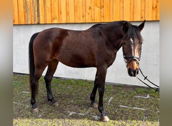 Sportivo Spagnolo / Sportivo della Spagna, Giumenta, 10 Anni, 160 cm, Baio