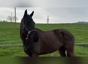 Sportivo Spagnolo / Sportivo della Spagna, Giumenta, 11 Anni, 168 cm