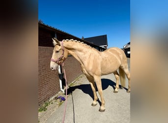 Sportivo Spagnolo / Sportivo della Spagna Mix, Giumenta, 11 Anni, 168 cm, Champagne