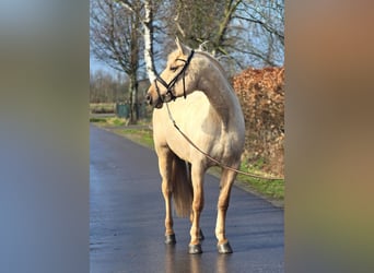 Sportivo Spagnolo / Sportivo della Spagna, Giumenta, 12 Anni, 163 cm, Palomino