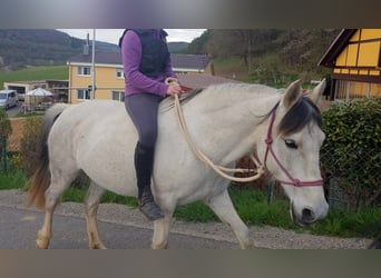 Sportivo Spagnolo / Sportivo della Spagna Mix, Giumenta, 14 Anni, 150 cm, Leardo