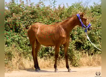 Sportivo Spagnolo / Sportivo della Spagna, Giumenta, 1 Anno, 145 cm, Baio scuro