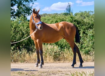 Sportivo Spagnolo / Sportivo della Spagna, Giumenta, 1 Anno, 150 cm, Baio