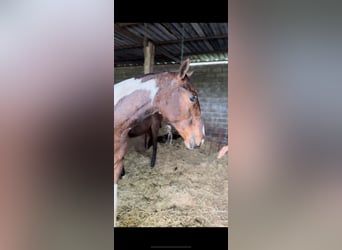 Sportivo Spagnolo / Sportivo della Spagna Mix, Giumenta, 1 Anno, Pezzato
