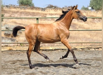 Sportivo Spagnolo / Sportivo della Spagna, Giumenta, 2 Anni, 153 cm, Pelle di daino