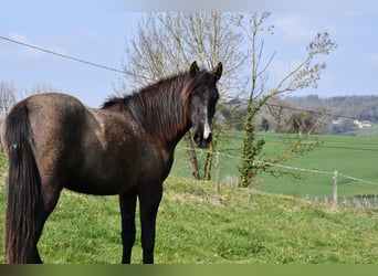 Sportivo Spagnolo / Sportivo della Spagna, Giumenta, 2 Anni, 155 cm, Grigio