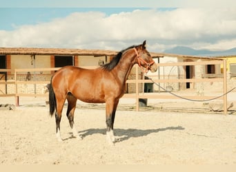 Sportivo Spagnolo / Sportivo della Spagna, Giumenta, 2 Anni, Baio