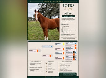 Sportivo Spagnolo / Sportivo della Spagna, Giumenta, 3 Anni, 158 cm, Sauro