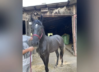 Sportivo Spagnolo / Sportivo della Spagna, Giumenta, 3 Anni, 160 cm, Può diventare grigio