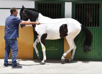 Sportivo Spagnolo / Sportivo della Spagna, Giumenta, 4 Anni, 159 cm, Pezzato