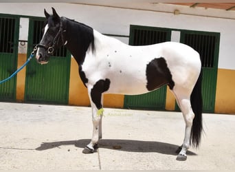 Sportivo Spagnolo / Sportivo della Spagna, Giumenta, 4 Anni, 159 cm, Pezzato
