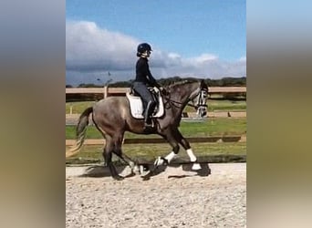 Sportivo Spagnolo / Sportivo della Spagna, Giumenta, 4 Anni, 167 cm, Grigio pezzato