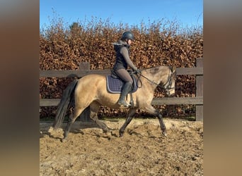 Sportivo Spagnolo / Sportivo della Spagna, Giumenta, 5 Anni, 155 cm, Falbo