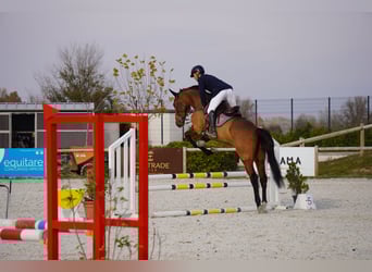 Sportivo Spagnolo / Sportivo della Spagna, Giumenta, 5 Anni, 175 cm, Baio