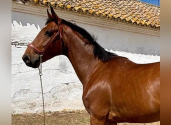 Sportivo Spagnolo / Sportivo della Spagna, Giumenta, 6 Anni, 159 cm, Baio