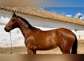 Sportivo Spagnolo / Sportivo della Spagna, Giumenta, 6 Anni, 159 cm, Baio