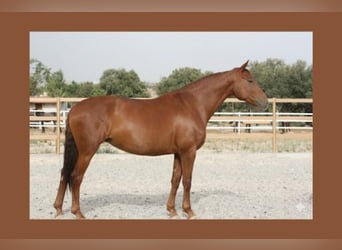 Sportivo Spagnolo / Sportivo della Spagna, Giumenta, 6 Anni, 174 cm