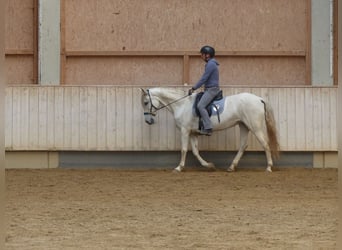 Sportivo Spagnolo / Sportivo della Spagna Mix, Giumenta, 8 Anni, 155 cm, Grigio ferro