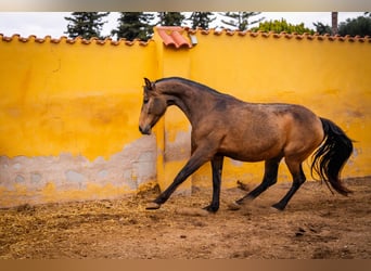 Sportivo Spagnolo / Sportivo della Spagna Mix, Giumenta, 8 Anni, 166 cm, Pelle di daino