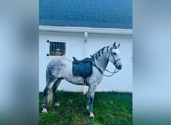 Sportivo Spagnolo / Sportivo della Spagna, Giumenta, 9 Anni, 155 cm, Può diventare grigio