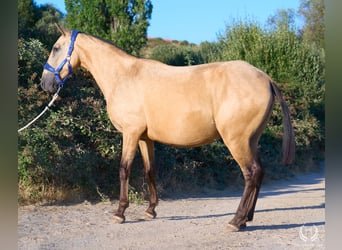 Sportivo Spagnolo / Sportivo della Spagna, Giumenta, Puledri (03/2026), Leopard