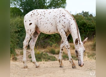 Sportivo Spagnolo / Sportivo della Spagna, Stallone, 1 Anno, 150 cm, Leopard